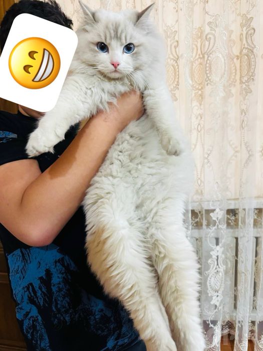 Продаются чисто кровный американский рег долл кот и кошка