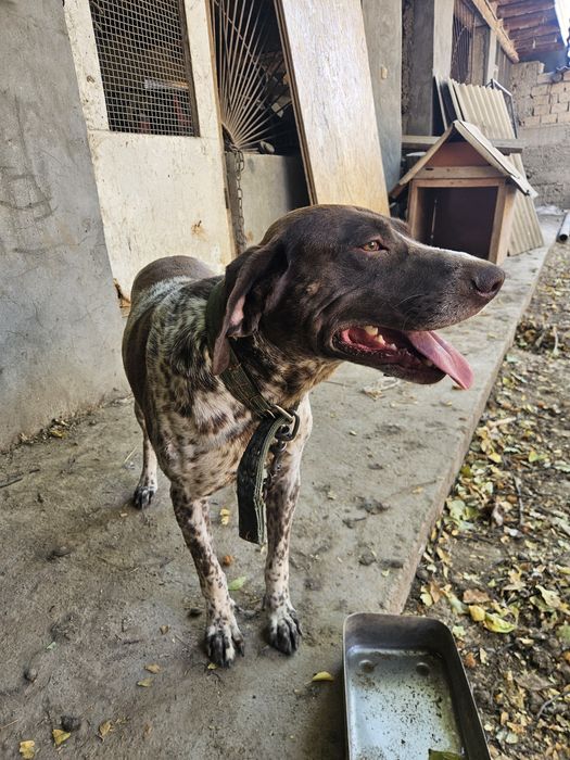 Курцхар кабель полный рабочый