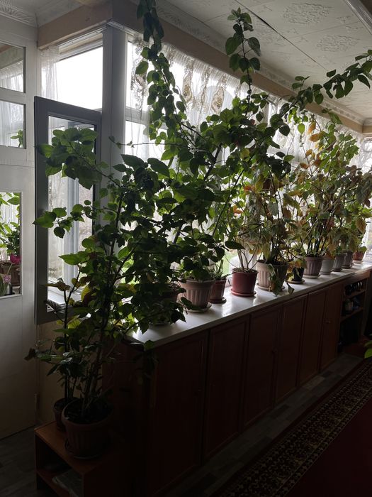 ботанический сад