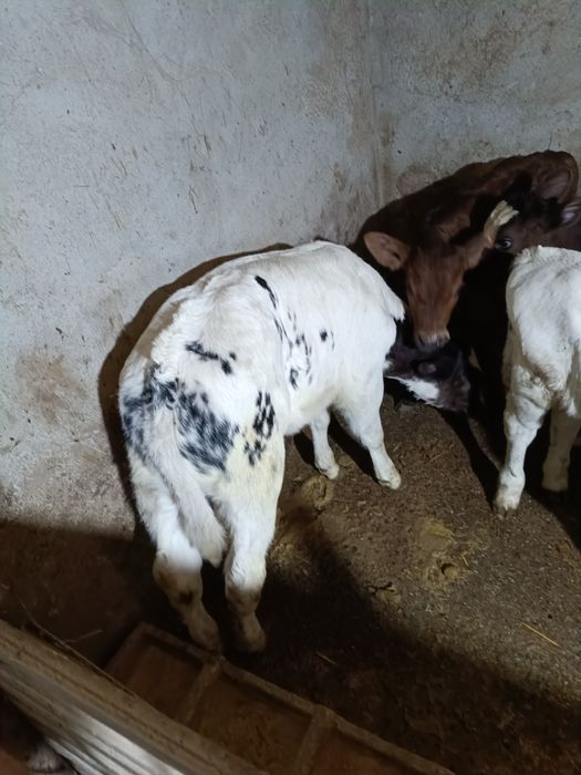 de vânzare 6 viței de rasa