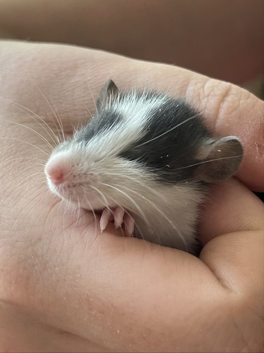 Крысы дамбо резерв продажа красивые