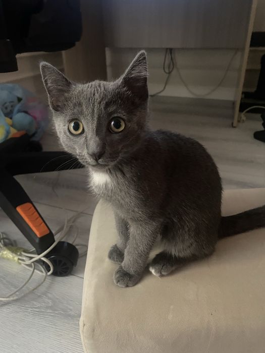 Отдам котенка в хорошие руки