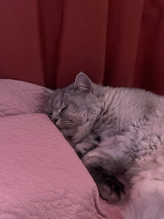 Кот  шотландский