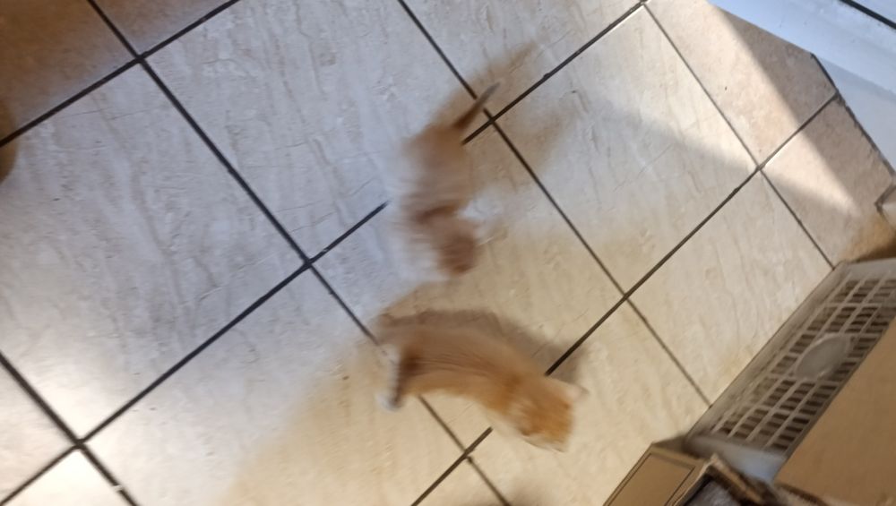 Отдам котят бесплатно