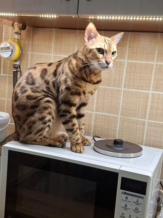 Передержка кошек и котов