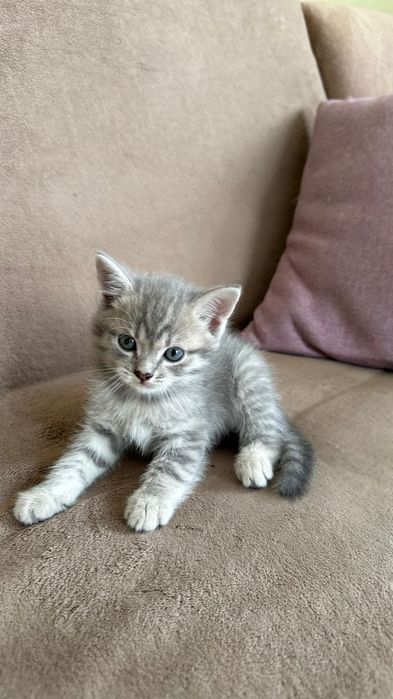 Продаются котята.