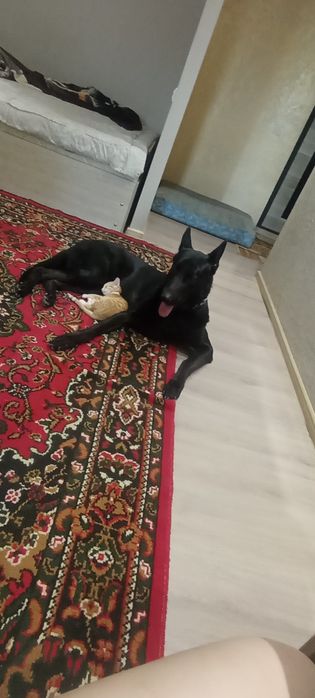 Восточно-европейская овчарка