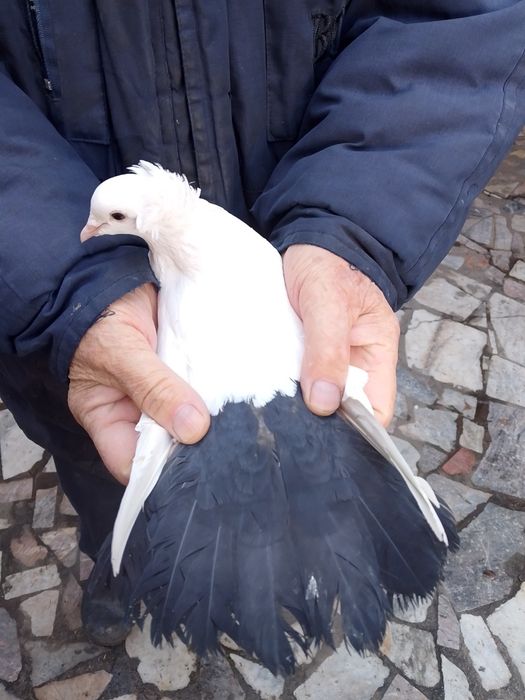 Бакинские голуби