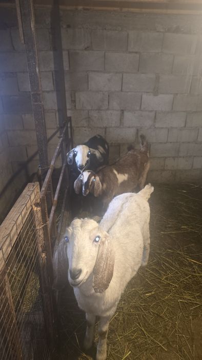 Англо нуби ешкілер сатылады