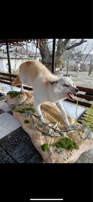 Препариран бял чакал