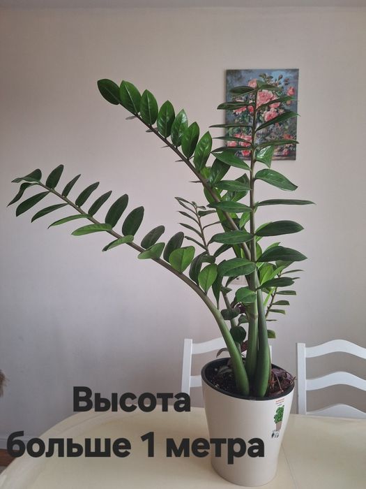 Продам комнатные цветы