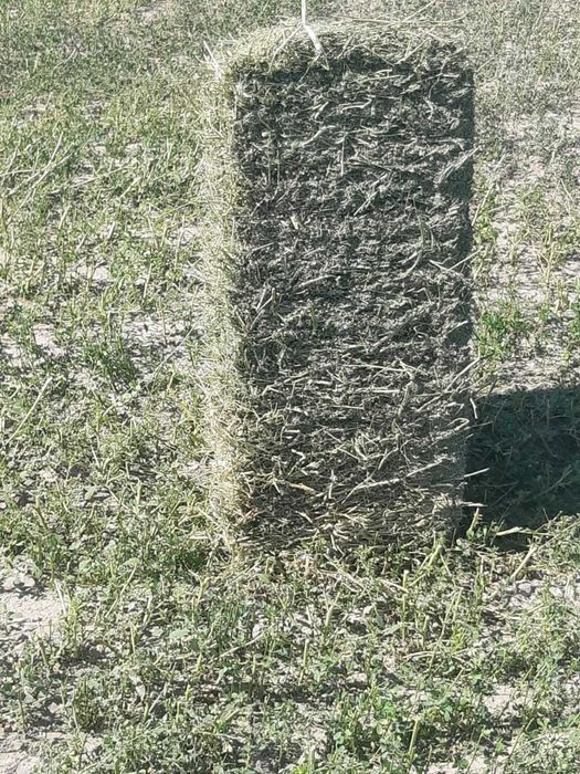 Голландская Люцерна пресс тюки