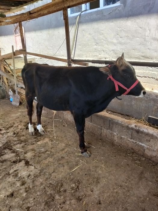2 ta buqa sotiladi dala moli