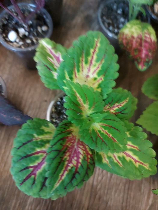 Продам колеусы по