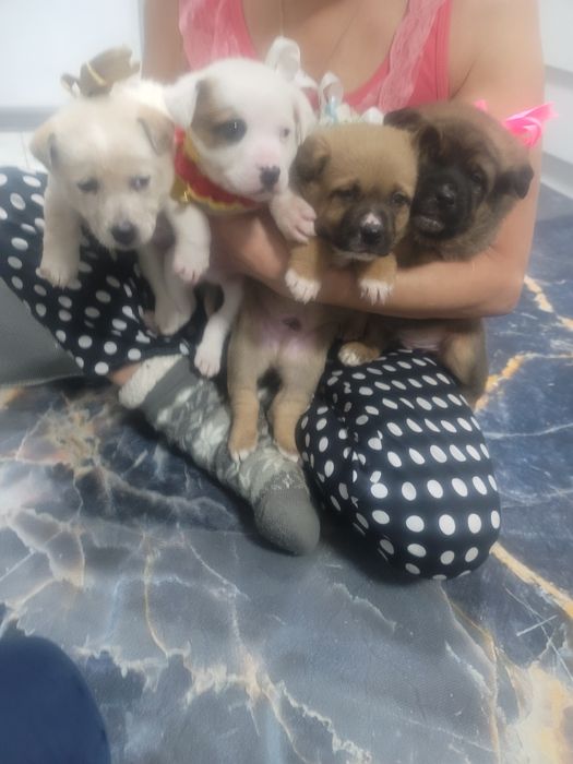 Отдам даром щенки