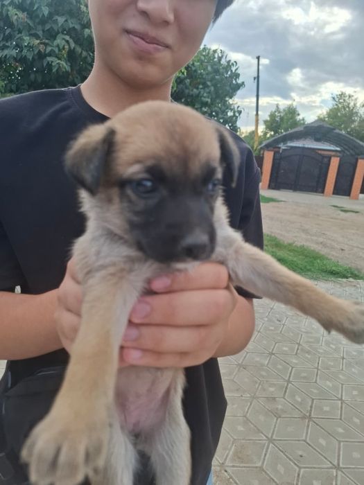 Щенки отдам в добрые руки