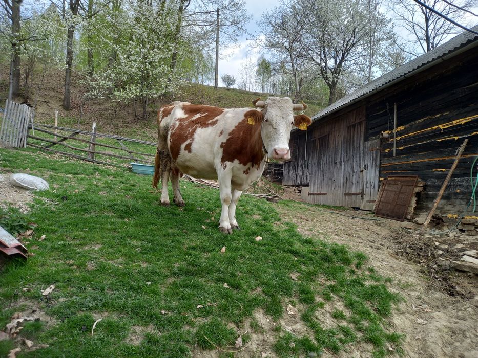 Vaca de   vanzare