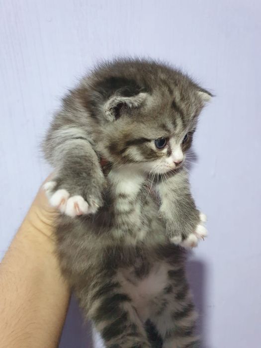 Продаются котята шотландские