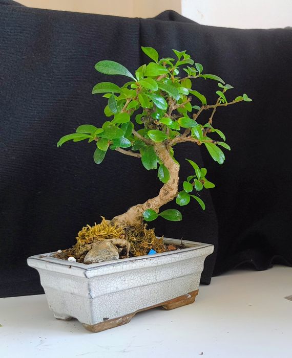 Pin ,ficus, ienupăr, carmona, podocarpus