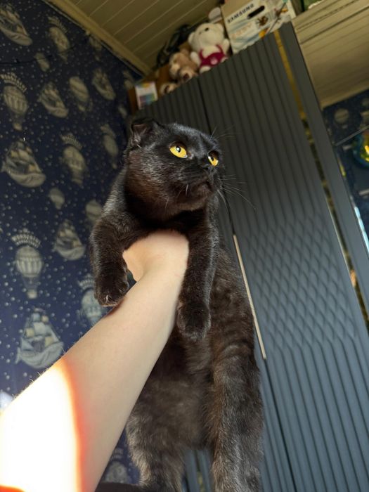 Шотланский вислоухий котенок