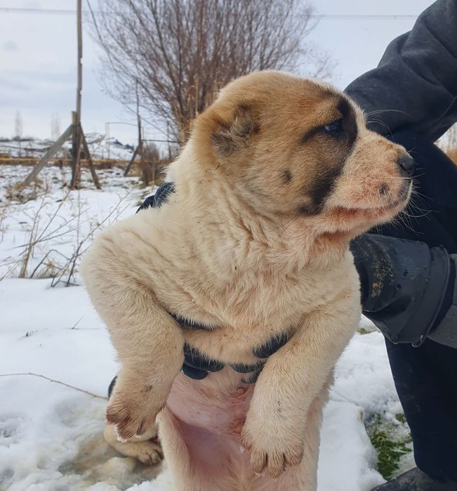Alabay sobaka(kuchuk bolasi)