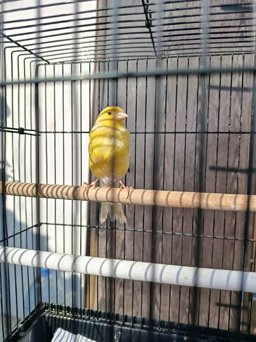 Продаётся  Кенар