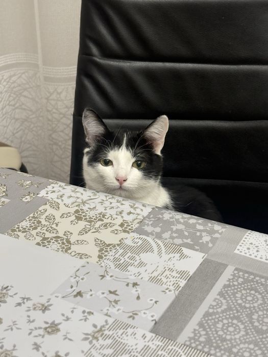 Отдим даром кота