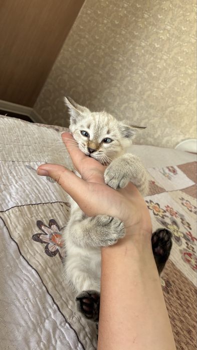Котенок мальчик с лоткомэ