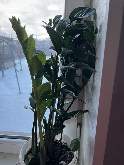 Цветы комнатный доллар