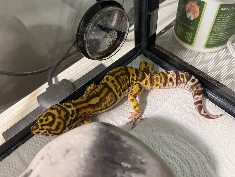 Прадается эублефар самец.