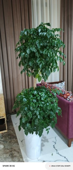 Флористика/Уход за растениями