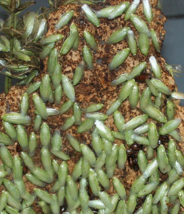 Кормовые насекомые