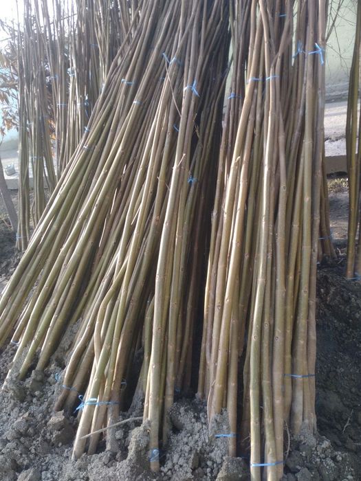 Pavloniya ko'chatlari