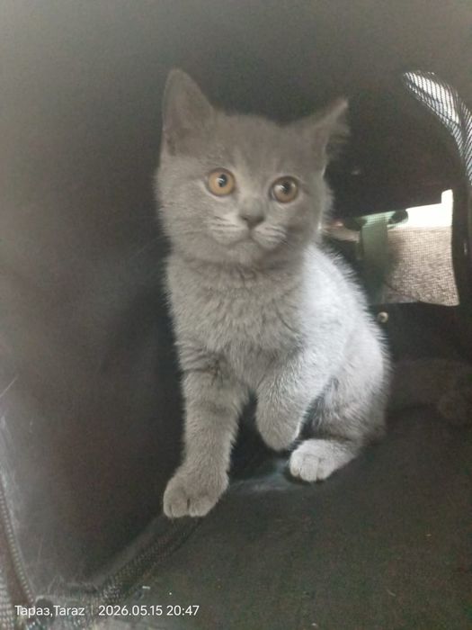 Котёнок британец