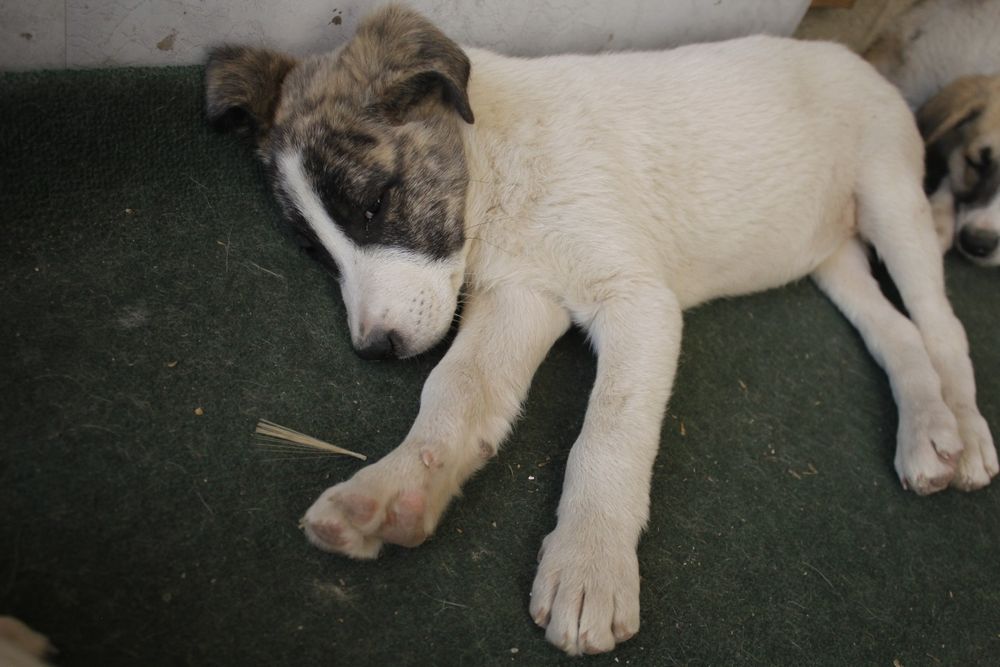 Отдам бесплатно 5 сучек 1 кабель