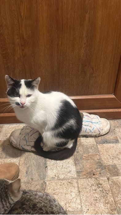 Donez pisici deparazitate, vaccinate