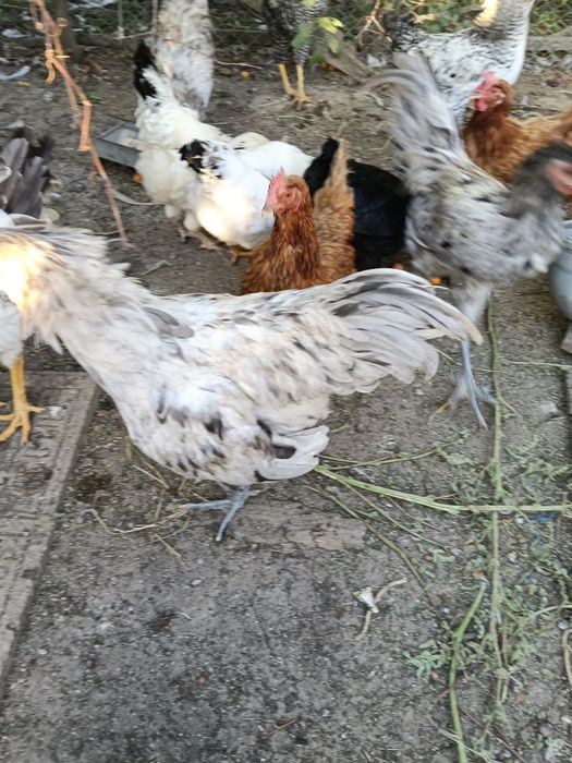 Vând cocoși australorp splash