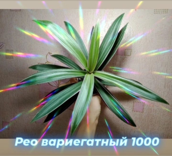 Комнатные цветы, растения