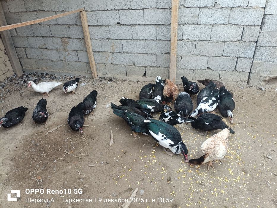 Индаутка сатылад