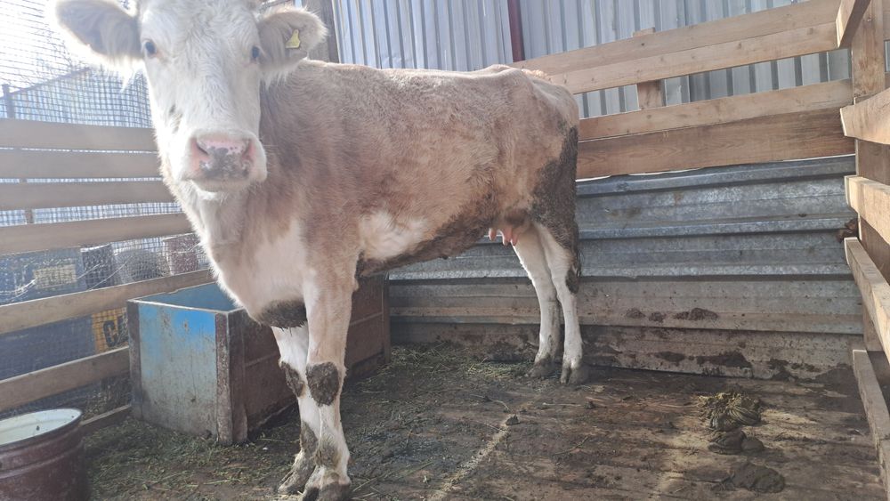 Корова корова корова