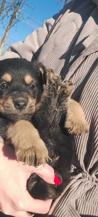 Ofer spre adopție doi cățeluși (fetiță și băiețel)