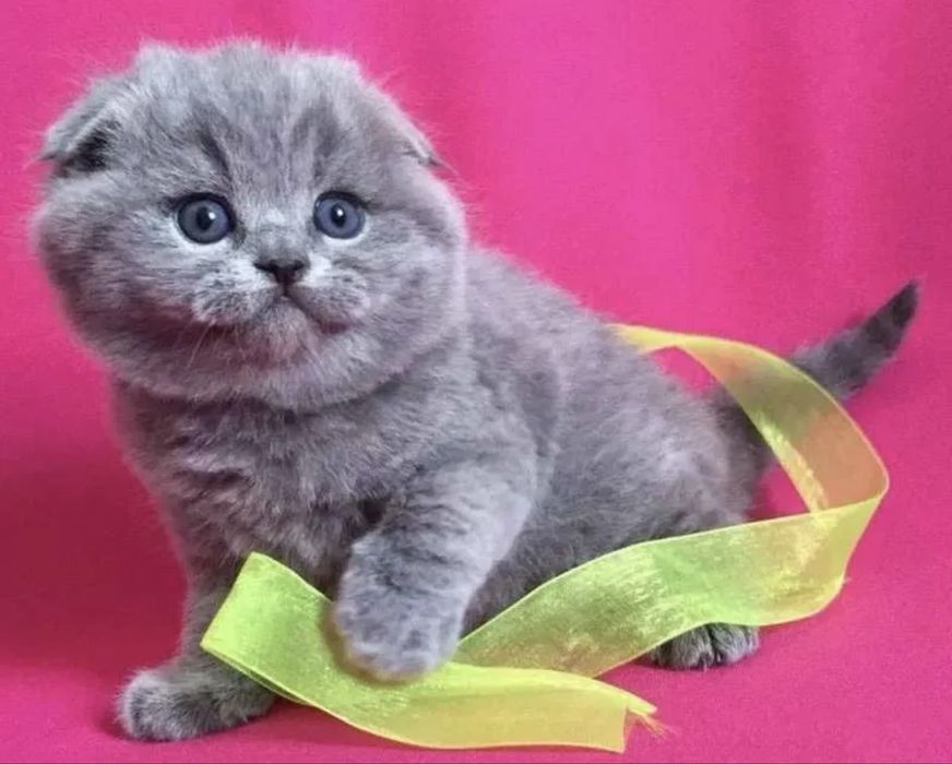 Scottish fold mascul