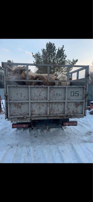 Пррдам быков аулиекольскйх