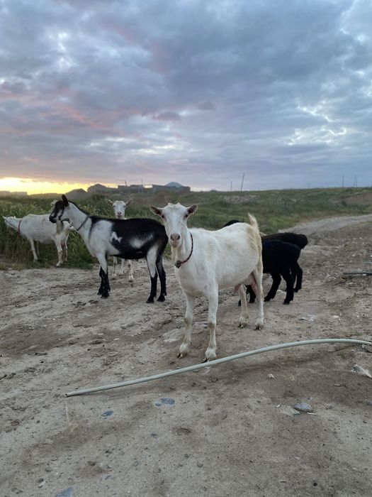 Ешкі сүті  козе молоко