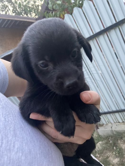 Dau spre adoptie  2 fetite