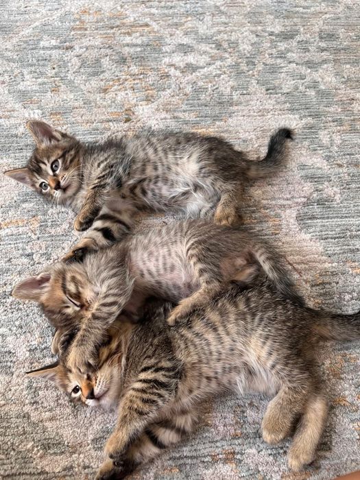 Котята в добрые руки!