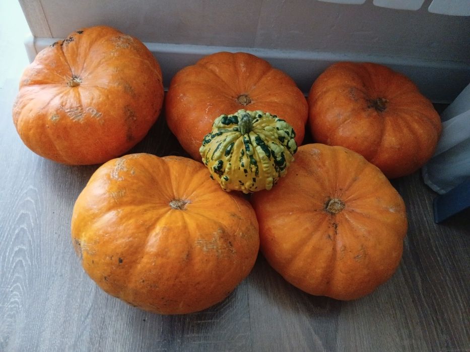 Продам тыкву вкусную