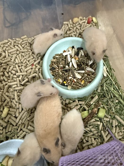 Продаются хомяки детеныши