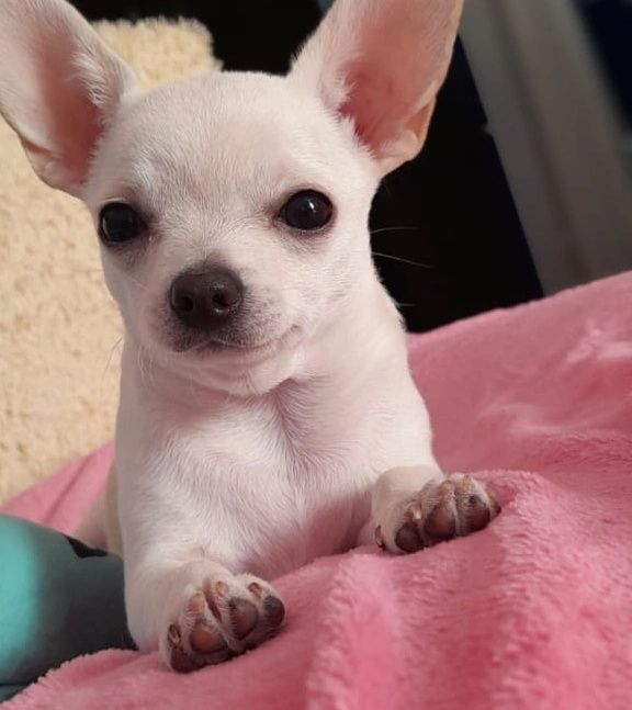 Вязка кобель. Мальчик Чихуахуа