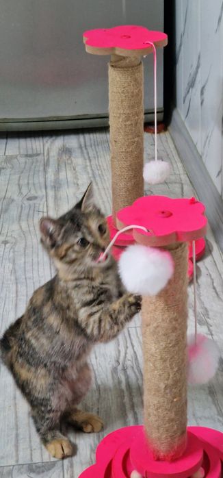 Отдам котёнка 3 месяца